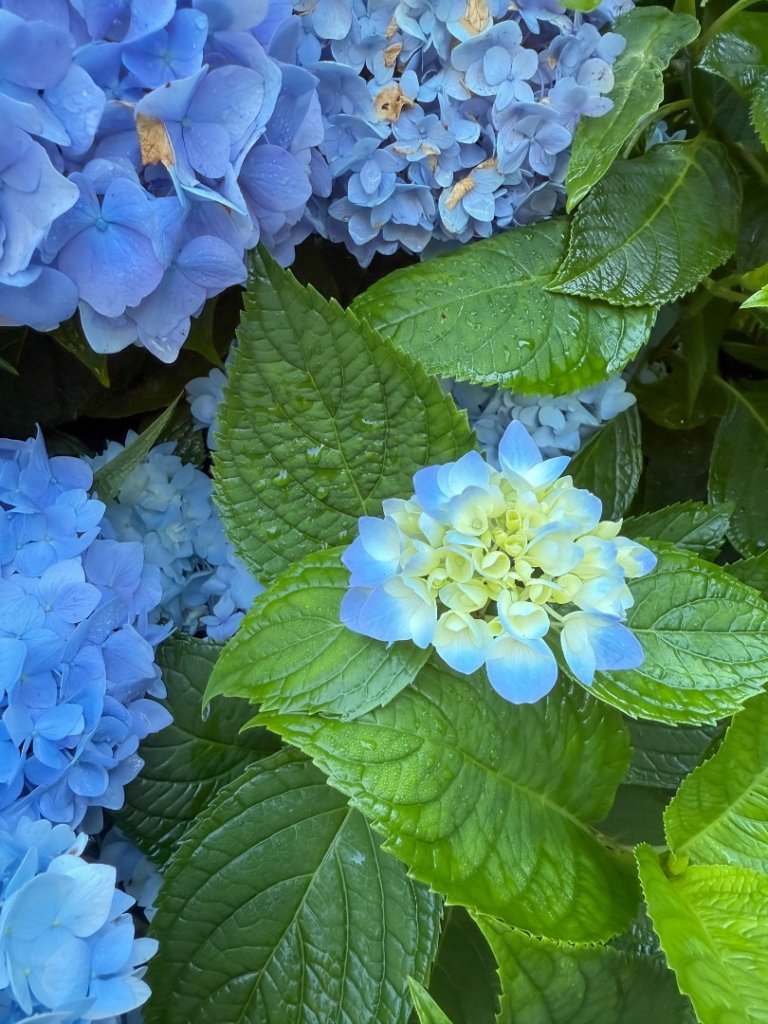 鹿屈山-杉林溪賞花趣_2816460