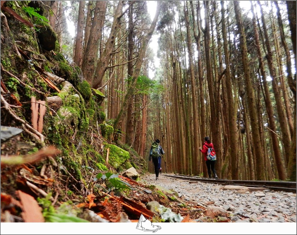 林間散步，特富野古道封面圖