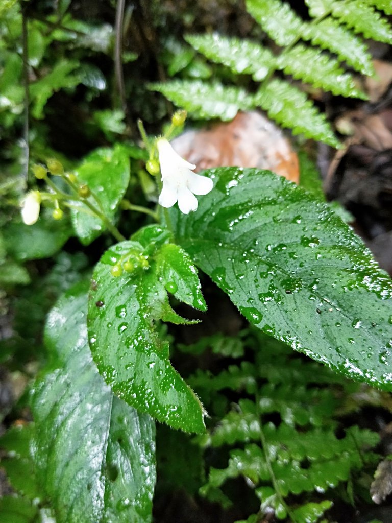 202009 組合山，雲森四瀑_1106009