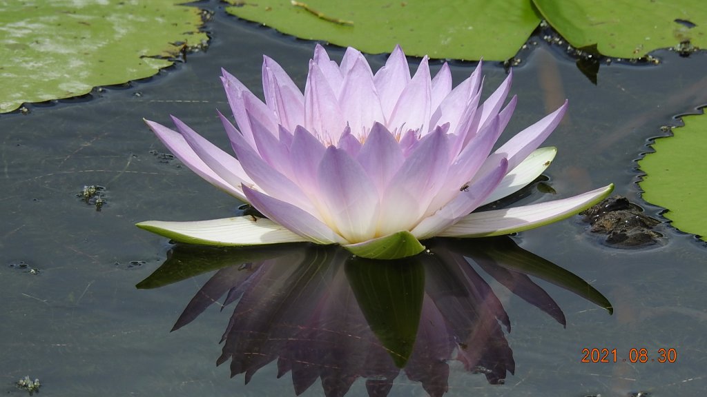 貢寮巡田水 - 桃源谷步道草嶺線來回走&龜島曉日_1449372