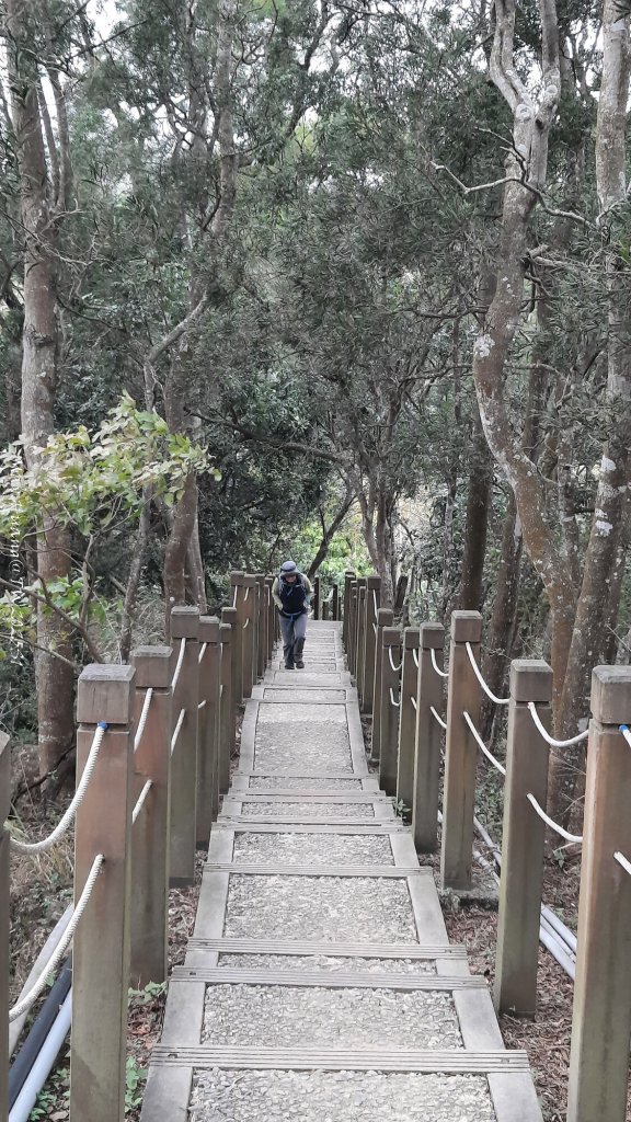 《台中》樹中有樹｜大坑步道6上7下O繞20250208_2708654