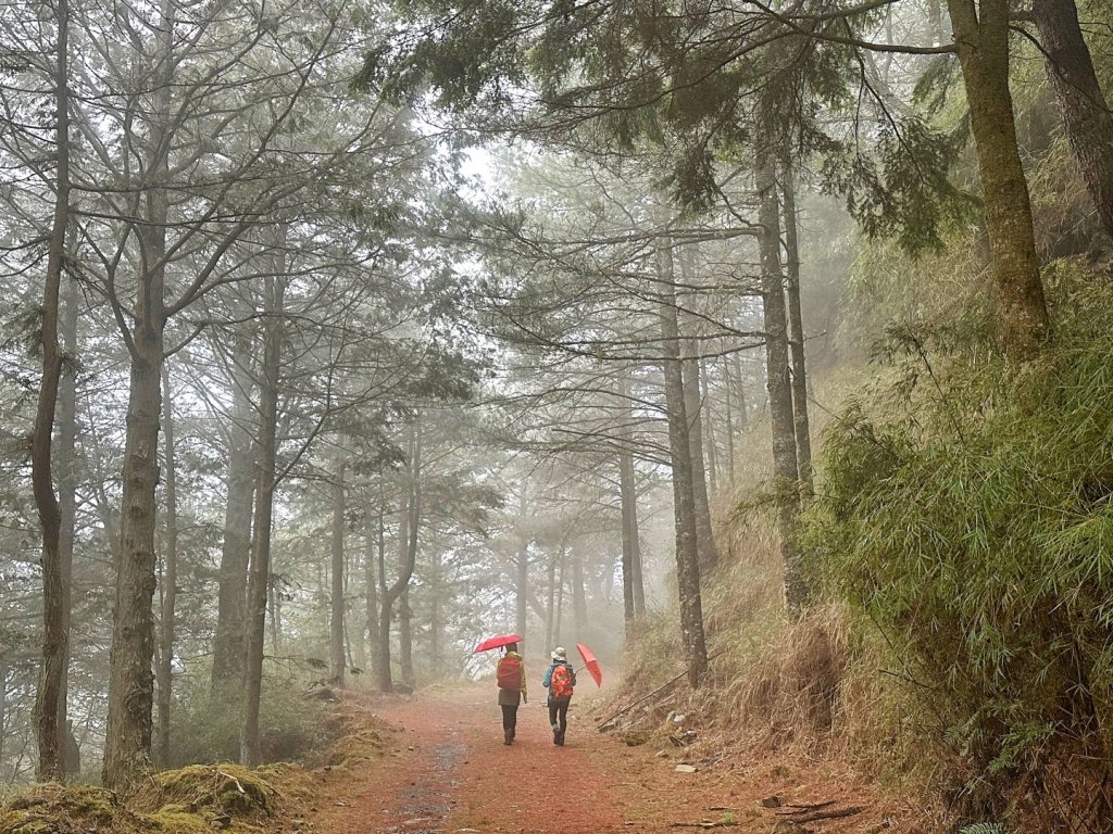 大雪山 神木 天池 春遊賞花_2115108