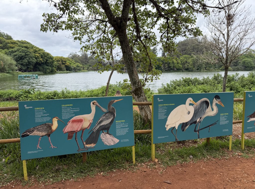 [紐約馬之行-69] 2025_1116 伊比拉布埃拉公園-下_2955166