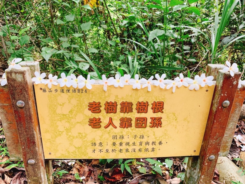 四月雪～桐花盛開～藤山步道_566656