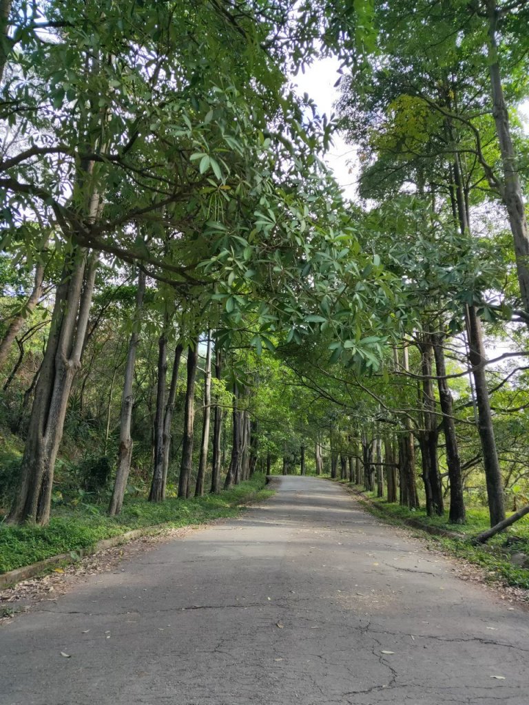 小百岳(43)-三汀山-20200123~【2020全家總動員~28分之03】_1716053