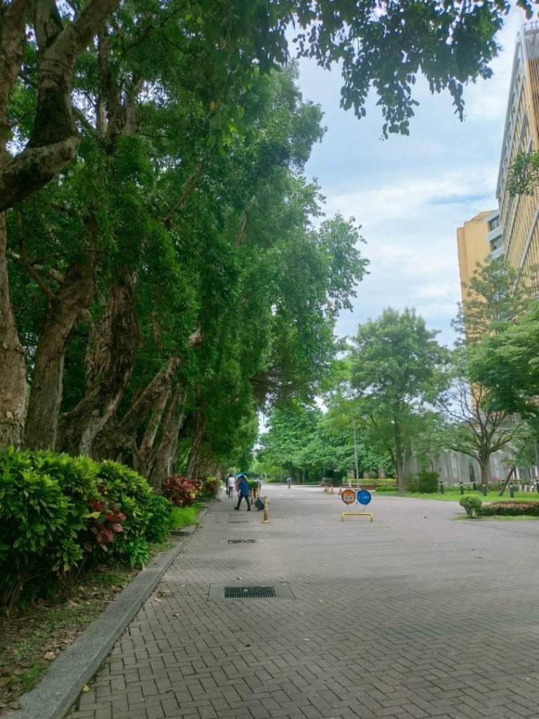 ［健康大穀東，台北趴趴走］（17~18）：台大椰林大道，台大舟山路（2023/7/29）_2239821