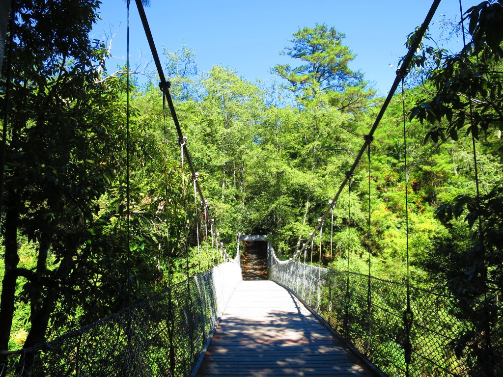 如童話般的森林步道-武陵桃山瀑布步道_1190724