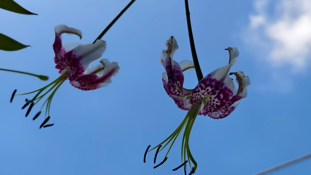 雲山水花鳥蝶-天龍國阿伯的日常 #艷紅鹿子百合 #大鳳蝶 #玉帶鳳蝶_2863925