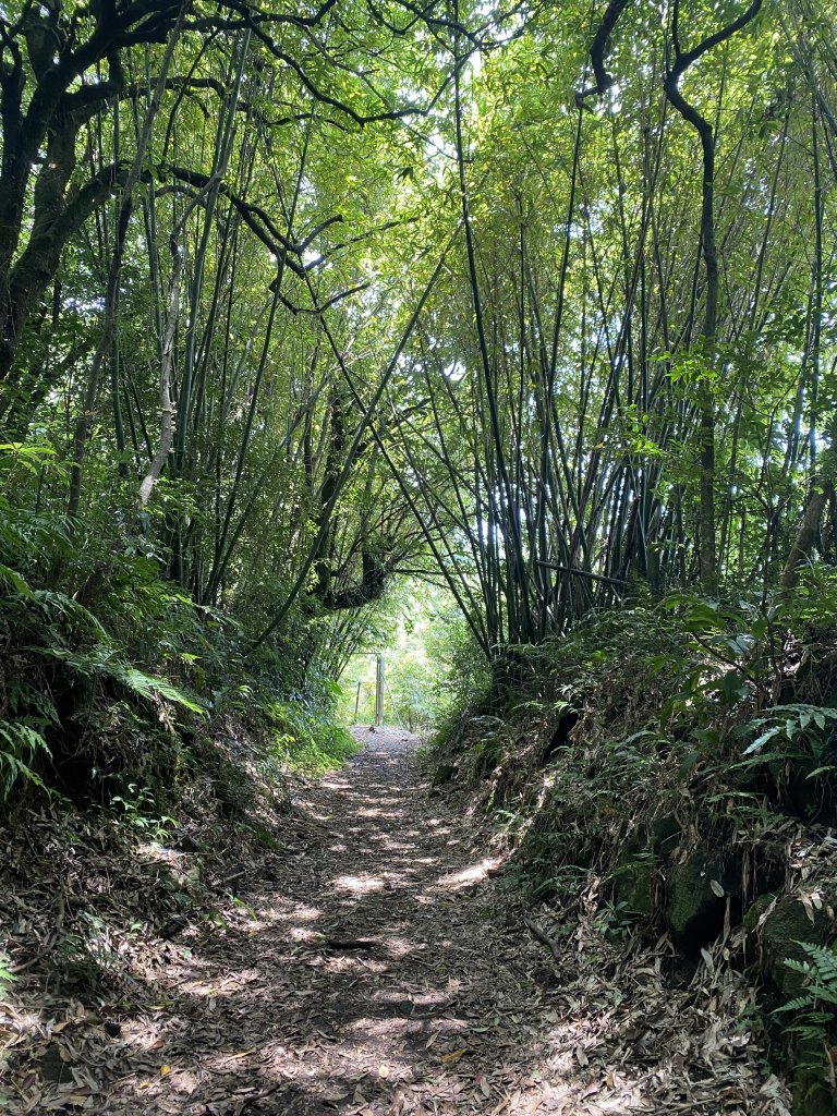 《十八份水圳步道 × 草山觀瀑吊橋 × 大屯瀑布 × 小隱潭瀑布｜陽明山夏日消暑健_2856042