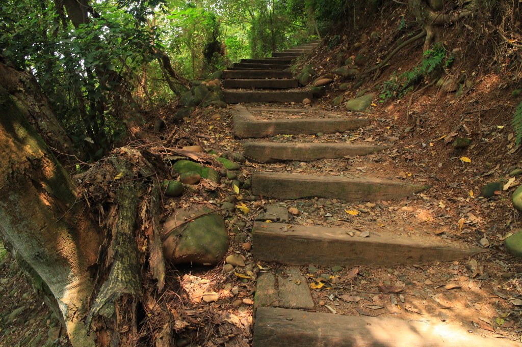 田中麒麟山森林步道 20190913_691109