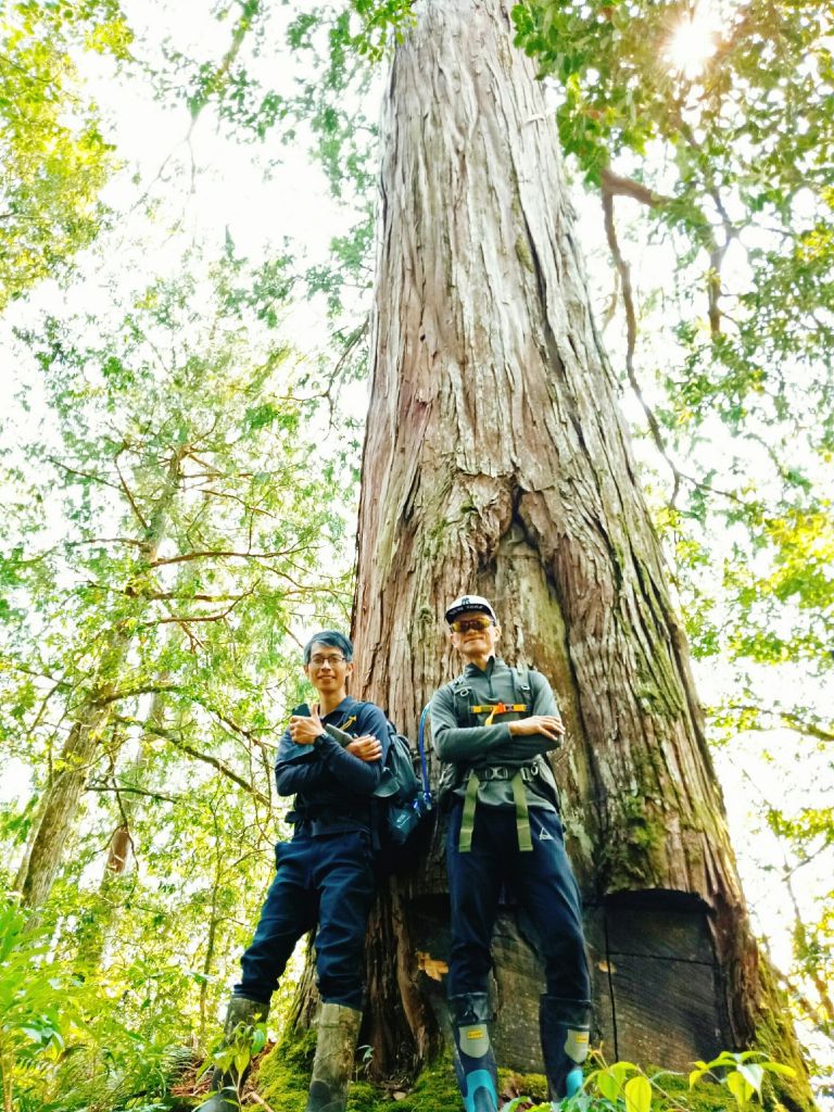 米羅山之木_292905