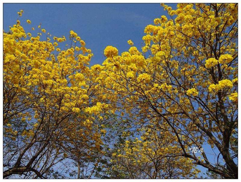 嘉義/朴子溪風鈴木封面圖