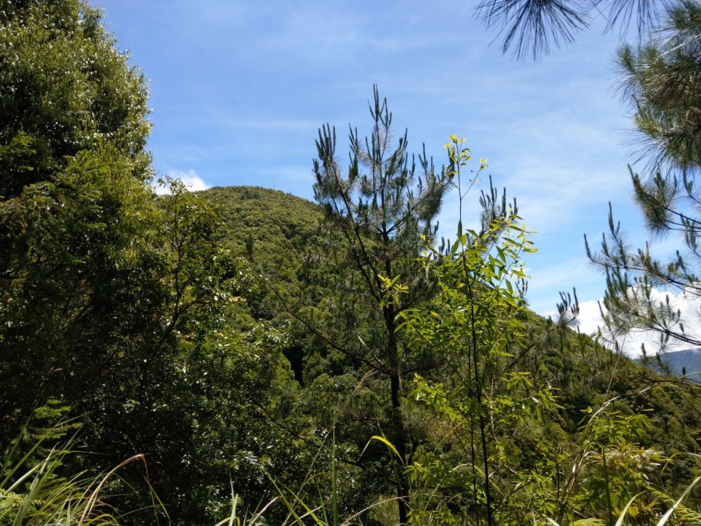 雪見休憩區（北坑山+大板根）_1016312