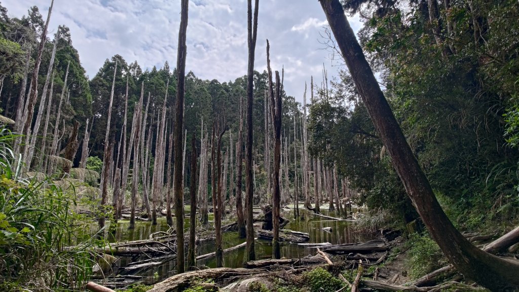 金柑樹山_2759429