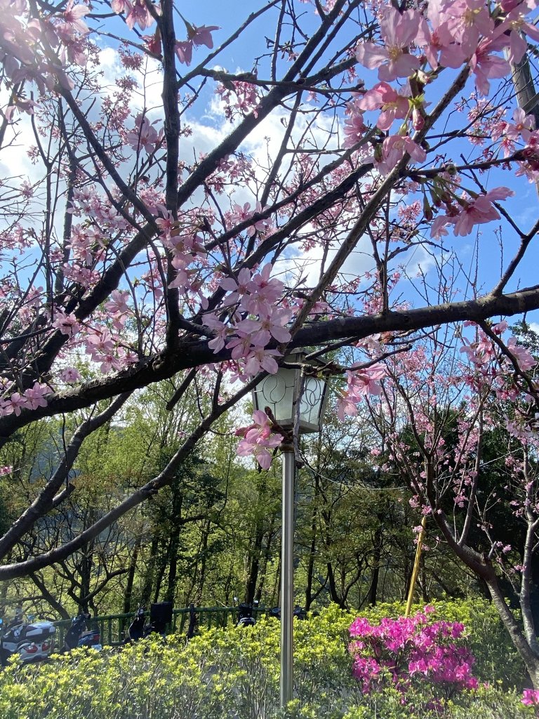 貓空_1305335