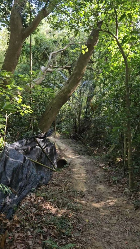 20251223芎林文林古道O走+雞寮坑山+芎林顯伯公野餐_2975922