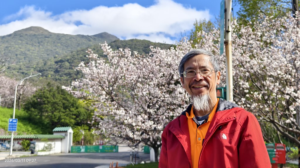 #中山樓 #陽明公園 #十八份 #吉野櫻 #墨染櫻（花葉同開/右側/左側大寒櫻） 3/11封面圖