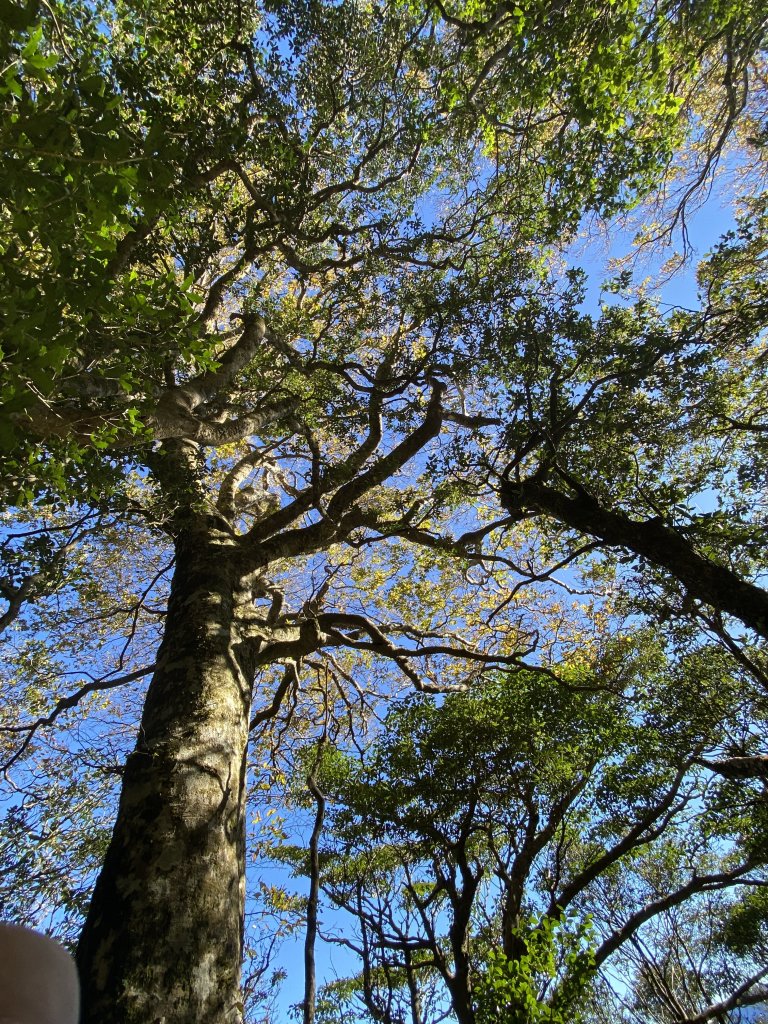 114.11.16 北得拉曼追黃金山毛櫸_2937880