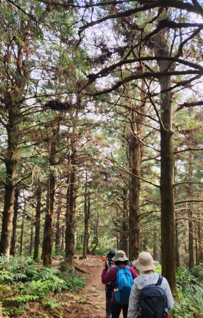 【中級山縱走】最美中級山，鳶嘴西稜縱走（鳶嘴山，醜崠山，長壽山）_2741362