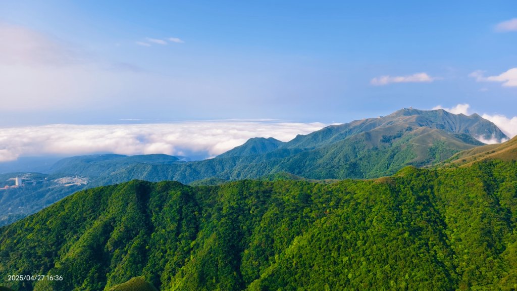 陽明山趴趴走 #琉璃光雲海 ，首拍 #綠鳩 4/27_2772149