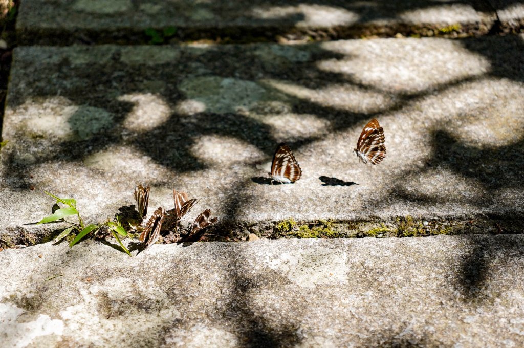 五分山｜小百岳_2915429