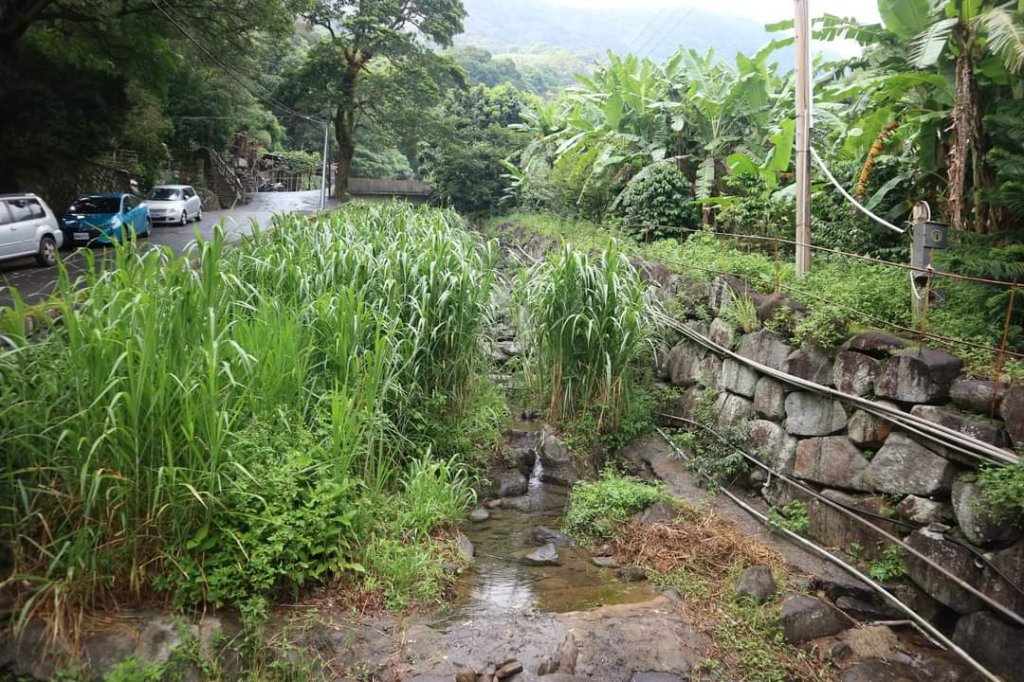 〔北投〕永春寮環狀步道-上清宮，清代種植鳳梨  並建有住宅的 鳳梨宅聚落，兩百餘年粗坑老茄苳樹_2224866