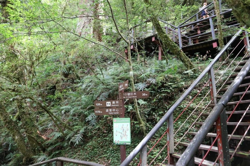 〔桃園復興〕拉拉山巨木，史詩級魔幻森林，75公頃紅檜 扁柏森林浴_2237117