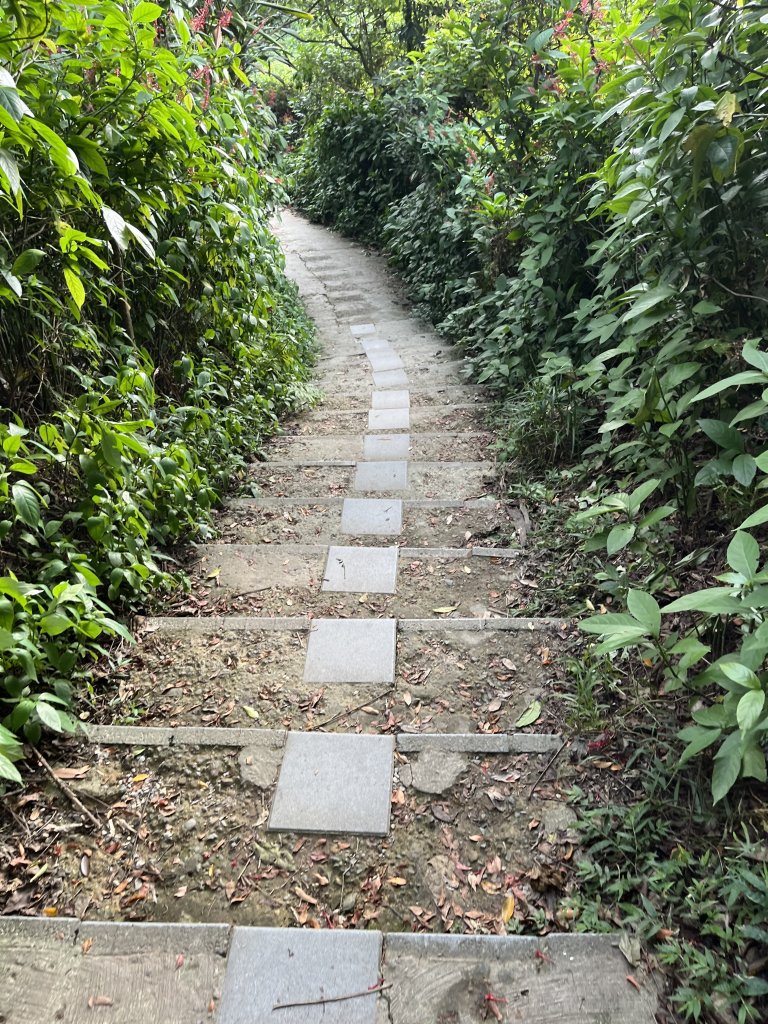 [山頂鳥40周年會員大縱走-14/15] 2024_0804 劍潭山親山步道_2566180