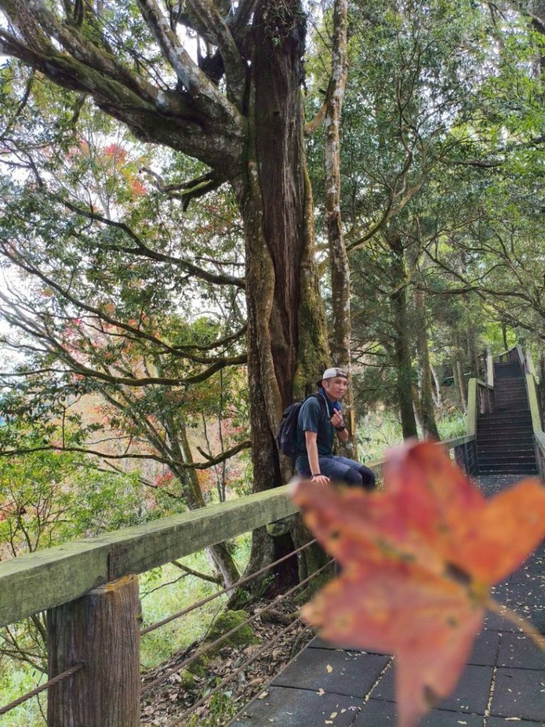 20251218溪頭鳳凰山台寅山上天文台至妖怪村買菜O繞_2965630