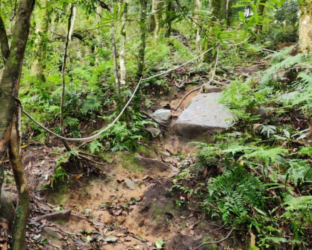 【中級山】有一種美，令人不想回家，新竹鵝公髻山_2744627