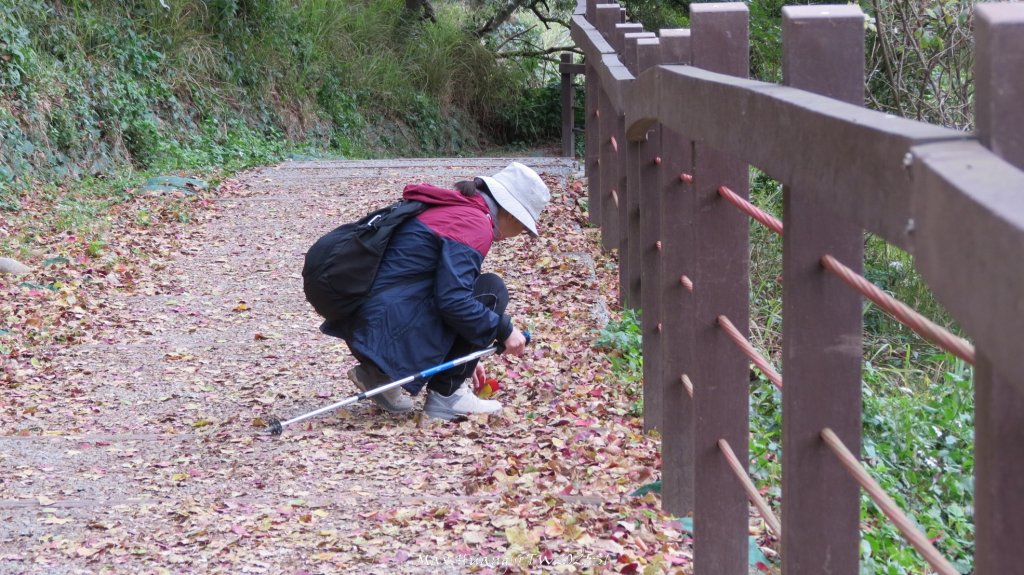 《台中》桃李爭妍｜竹坑南寮步道上竹坑山接瑞井步道O繞20250209_2710134