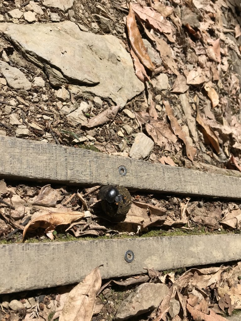 110年5月16日高雄   藤枝國家森林遊樂區_1456881