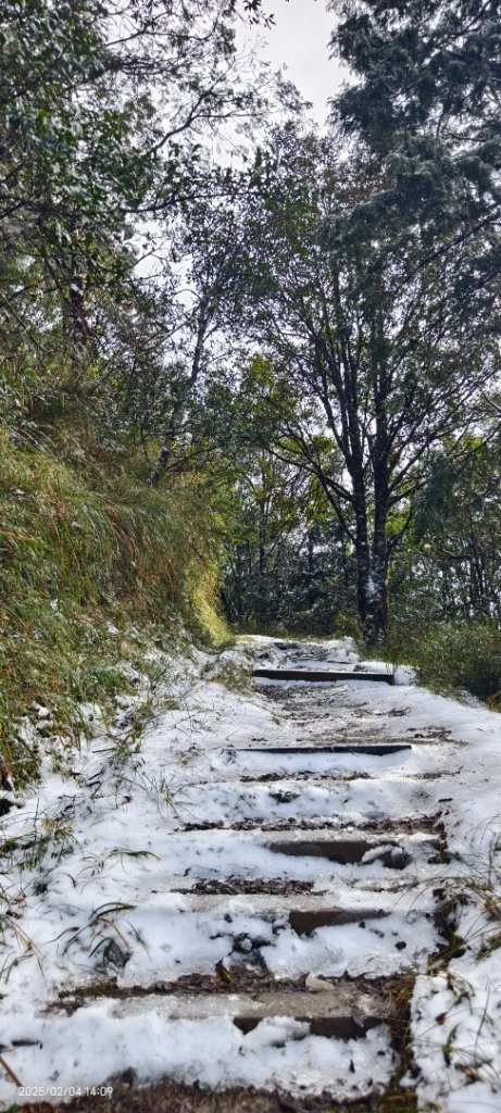 我的2025 第二場雪 #觀雲步道 #雲海 #望洋山 #黃喉貂 #山羌？#水鹿？2/4_2706662