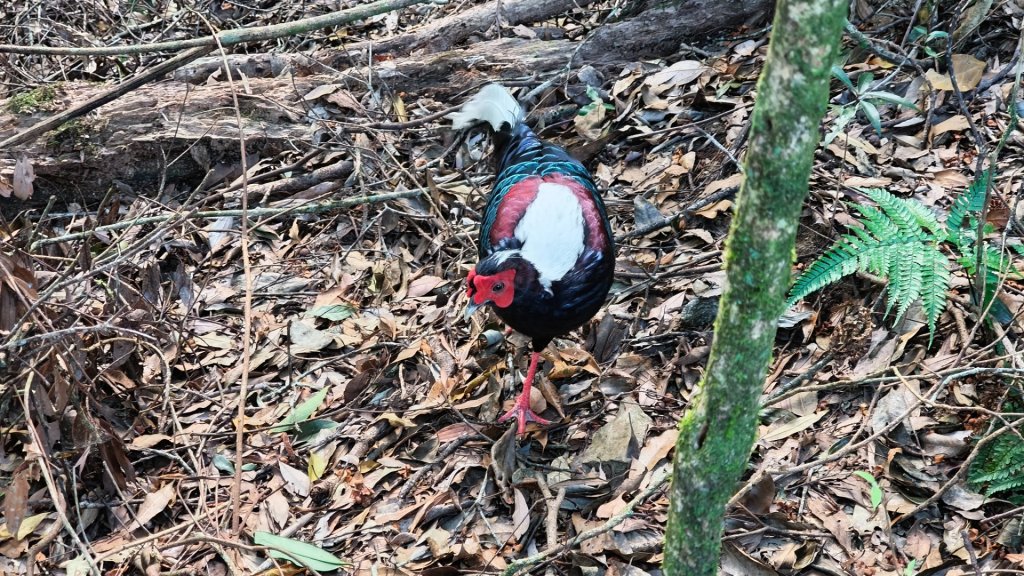 肥大醜三崠連走，鳶嘴西陵上鳶嘴山_2650347