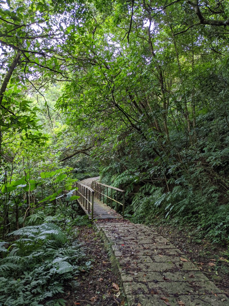 更寮 山豬窟尖 山豬窟尖西南 土庫岳 腦寮/栳寮古道_1505897