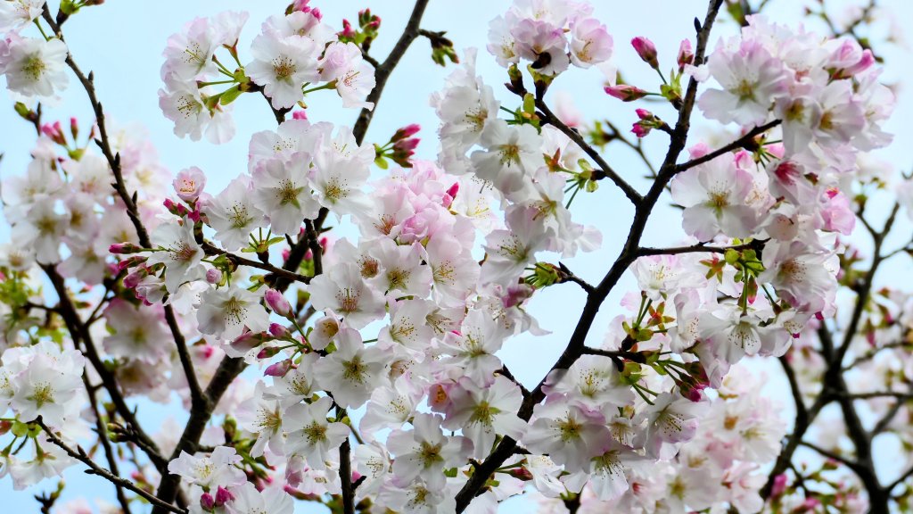 《蝶戀花・賞墨染櫻》封面圖