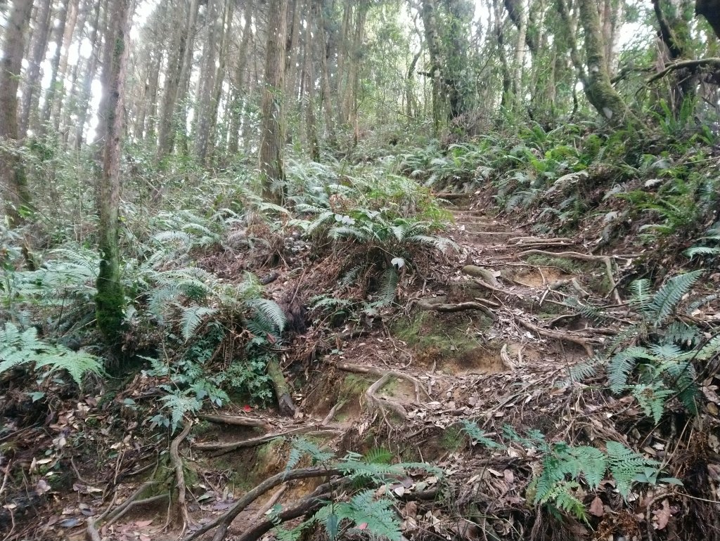 溪頭 南鳳凰山 天文台 神木O型 _869845