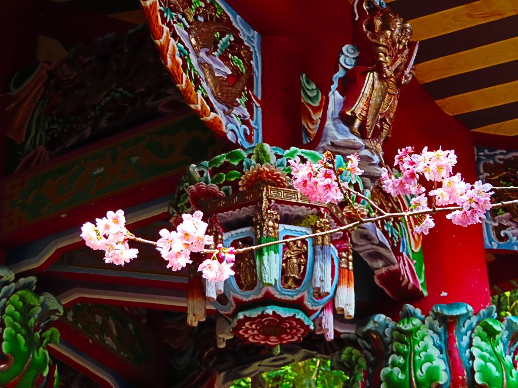 跟著花開去旅行：碧山巖櫻花及大溝溪花海_870201