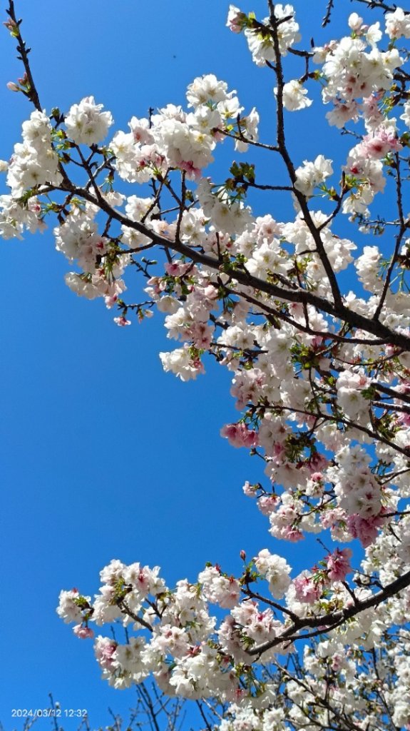 追花是簡單的快樂，賞花是恬淡的幸褔3/12_2450904