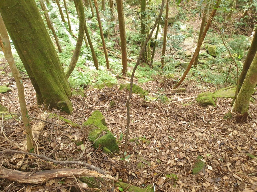 20201030紅毛山、無名山、大坪山O型_1920383