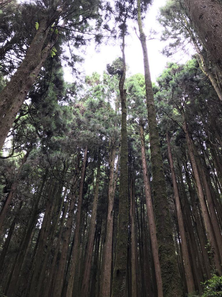 109年6月26日特富野古道_1027237