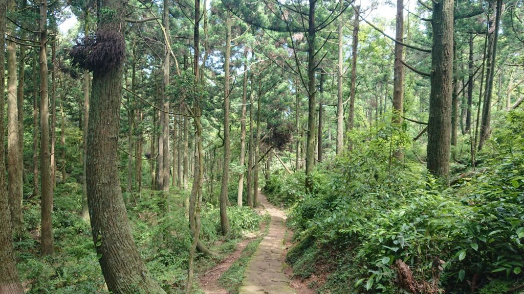 2018陽0513明山東西大縱走(逆)半_333315