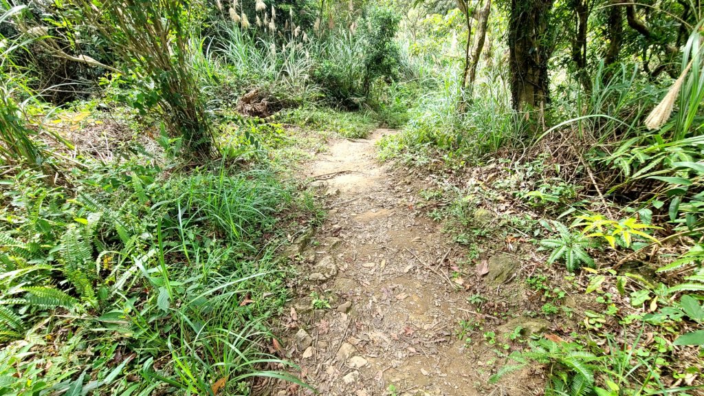 小百岳關刀山889m+銅鑼杭菊_1924022