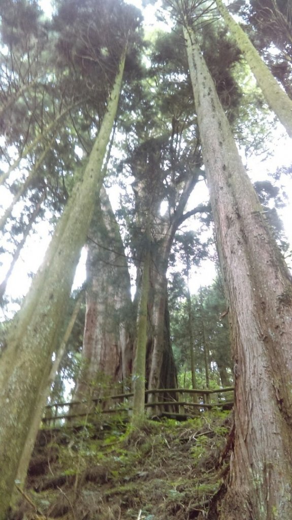 觀霧（榛山，檜山，野馬瞰山，觀霧瀑布）_636093