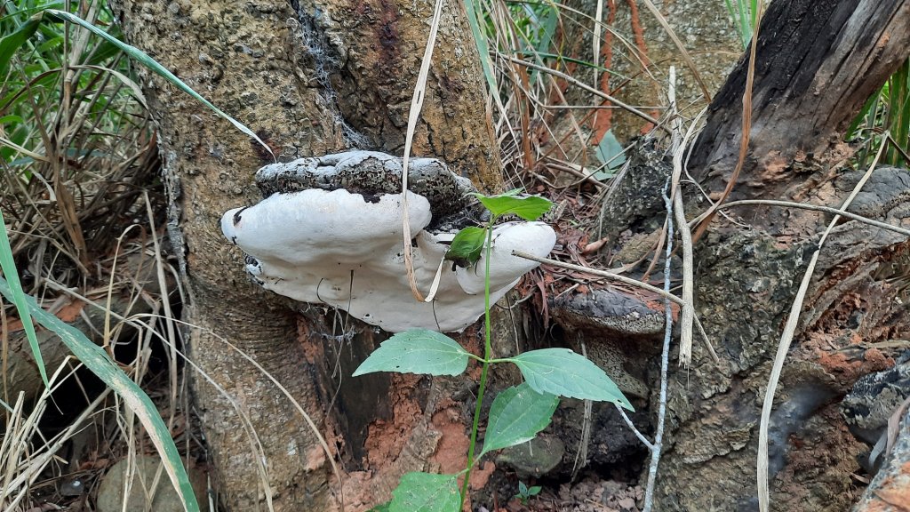 《台中》綠色隧道｜大肚環保公園登山步道O型20211016_1490163