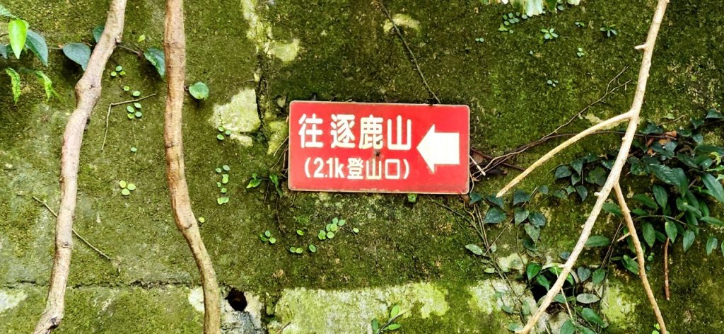 【中級山】與山毛櫸的邂逅，逐鹿山_2742651