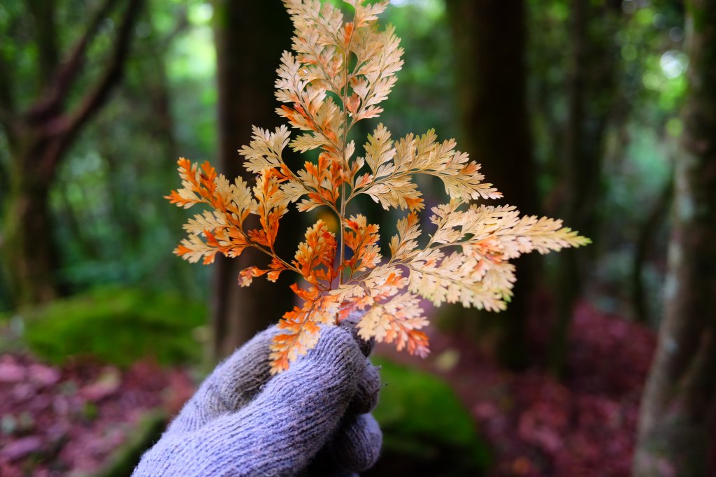 加里山縱走虎山_967985