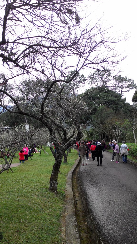 角板山行館梅花季20160110_1961507