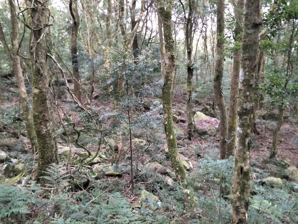 2019 03 28 哈加縱走_553939