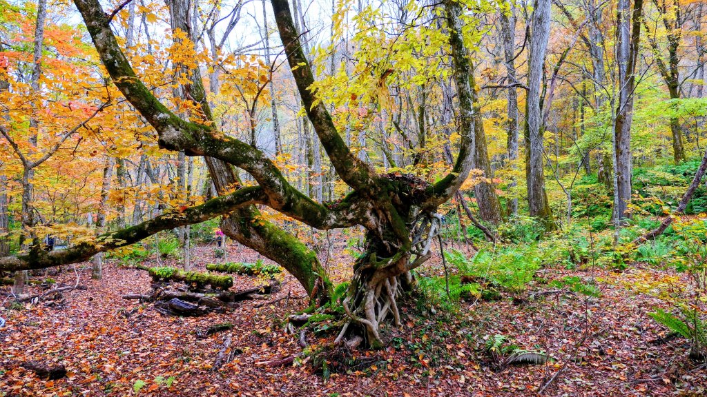 青森縣奧入瀨溪_2930007